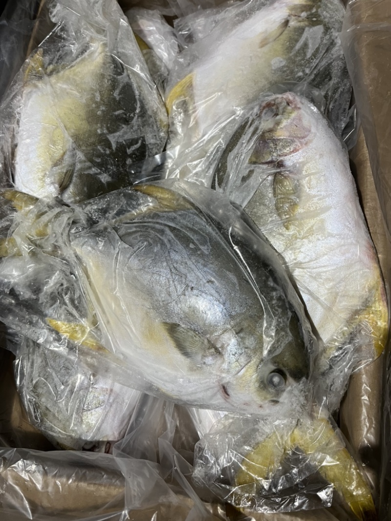 金鲳鱼。鲳鱼