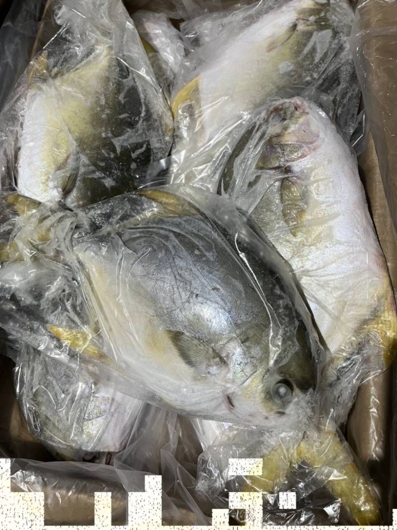 金鲳鱼。鲳鱼