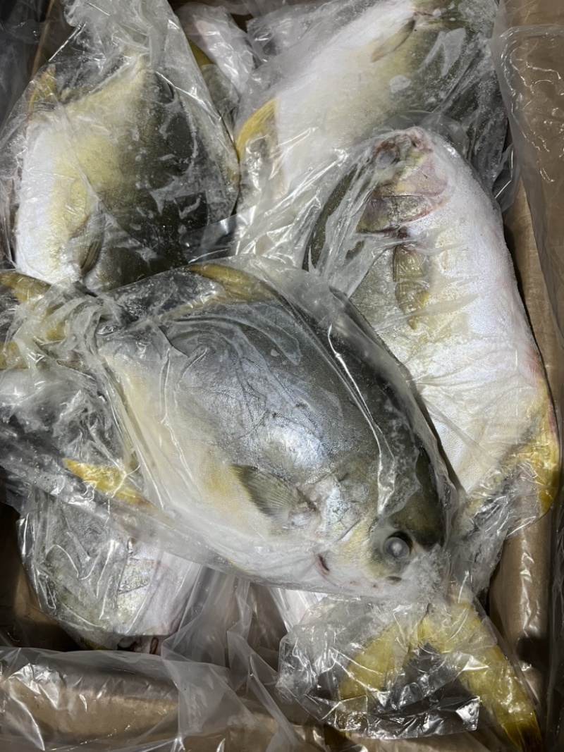 金鲳鱼。鲳鱼