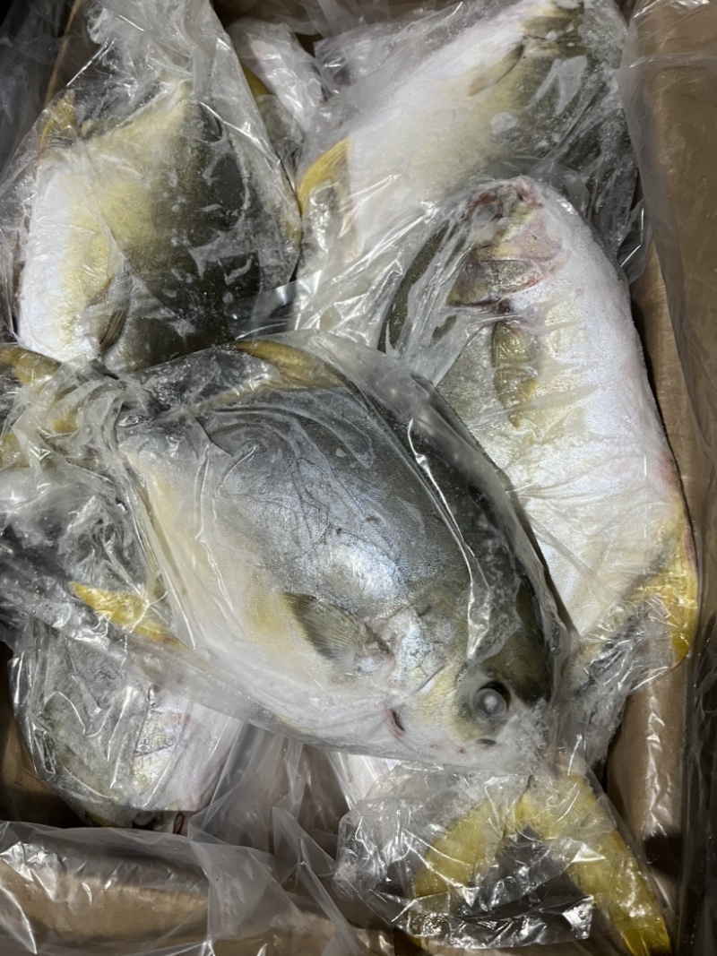 金鲳鱼。鲳鱼
