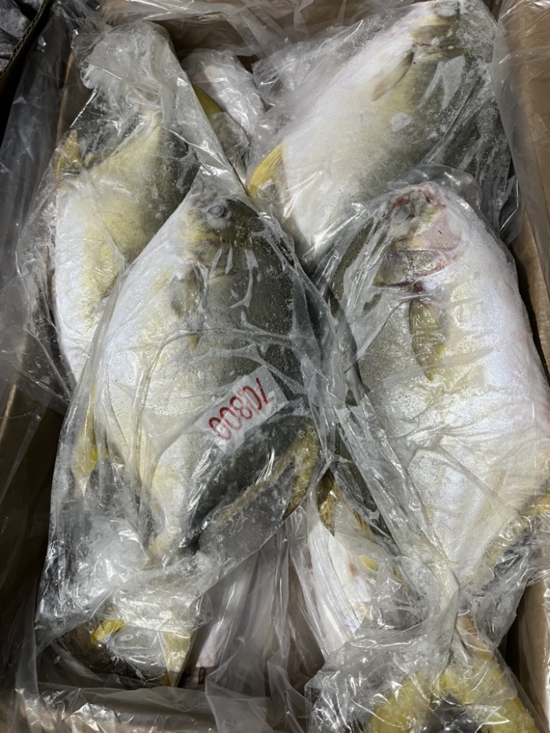 金鲳鱼。鲳鱼