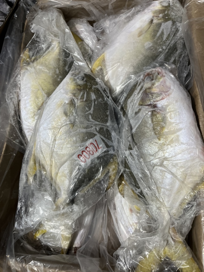 金鲳鱼。鲳鱼