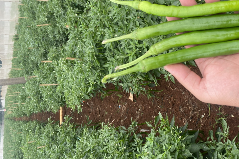 【可视频看货】湛江鲜辣椒线椒8号线量大质优