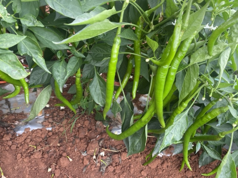 【可视频看货】湛江鲜辣椒线椒8号线量大质优
