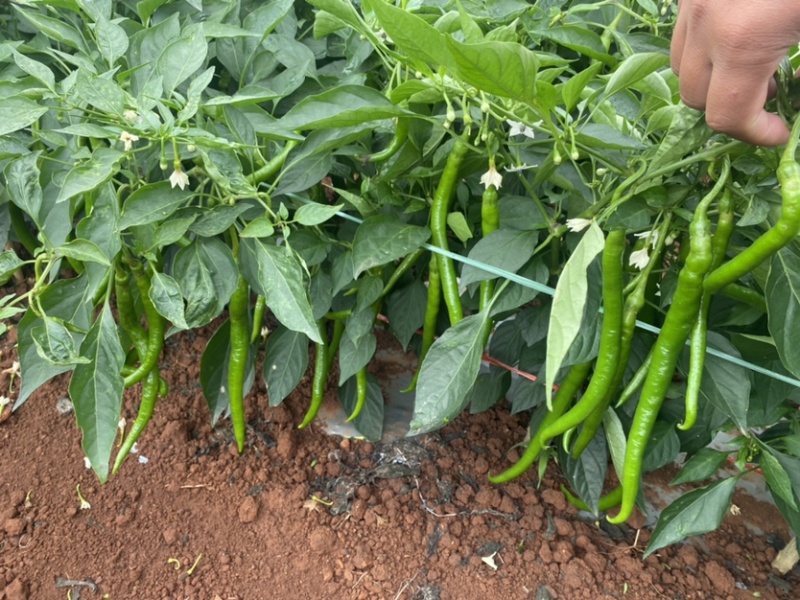 【可视频看货】湛江鲜辣椒线椒8号线量大质优