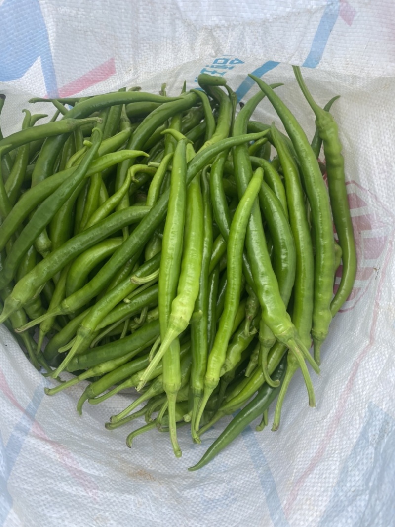 【可视频看货】湛江鲜辣椒线椒8号线量大质优