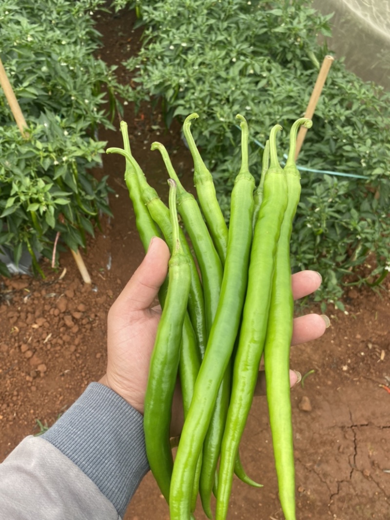 【可视频看货】湛江鲜辣椒线椒8号线量大质优