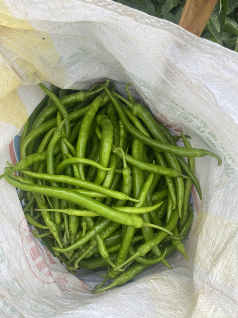 【可视频看货】湛江鲜辣椒线椒8号线量大质优