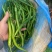 【可视频看货】湛江鲜辣椒线椒8号线量大质优