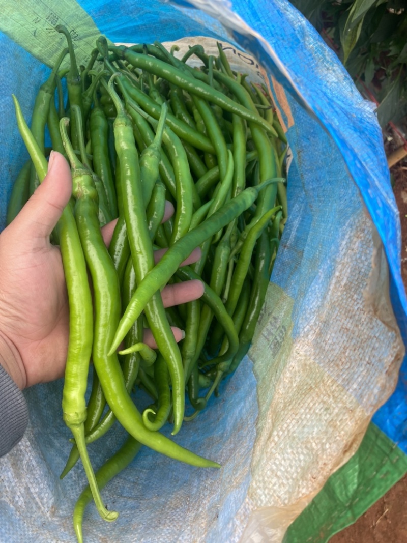【可视频看货】湛江鲜辣椒线椒8号线量大质优