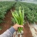 【可视频看货】湛江鲜辣椒线椒8号线量大质优