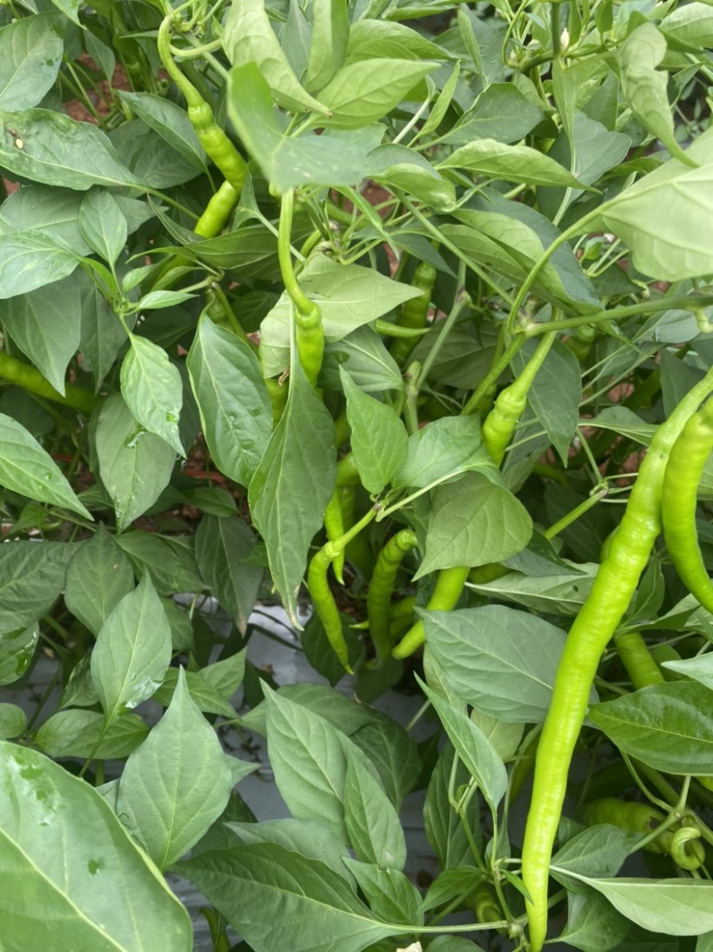 【可视频看货】湛江鲜辣椒线椒8号线量大质优