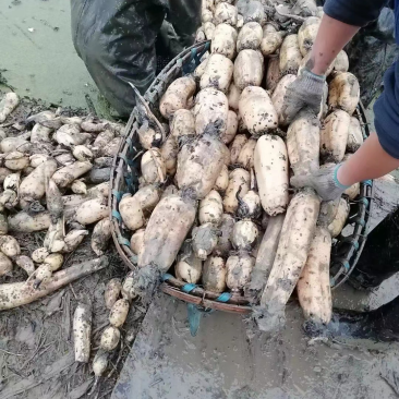 自家种的莲藕