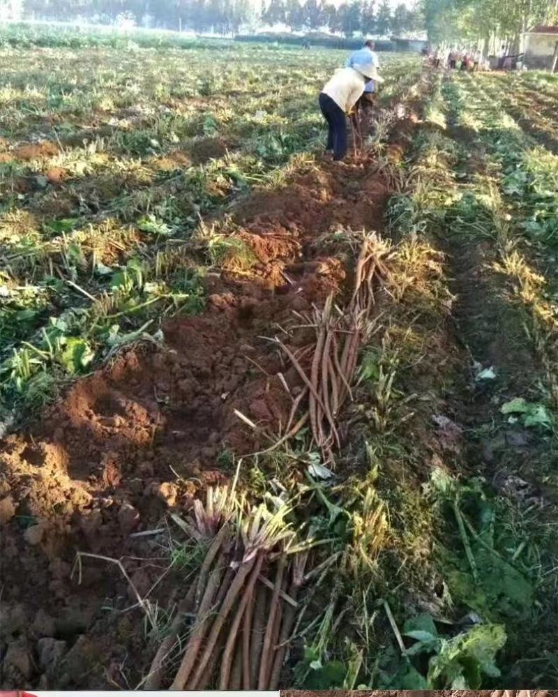 牛蒡新鲜牛蒡大量上市基地直供保质保量可视频看货