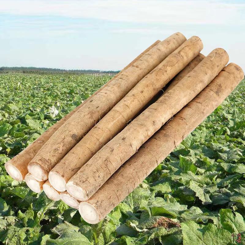 牛蒡新鲜牛蒡大量上市基地直供保质保量可视频看货