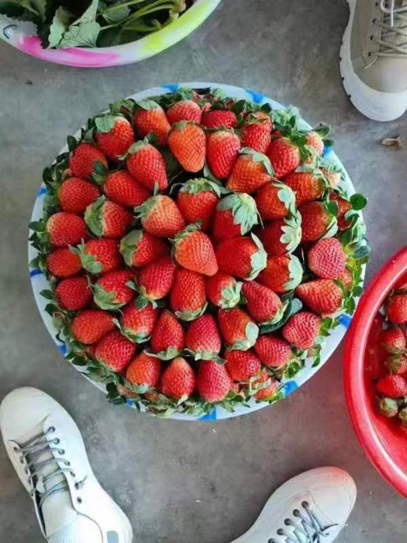 草莓草莓
