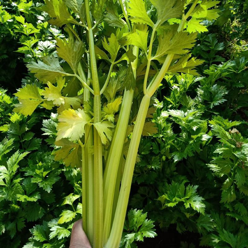 西芹