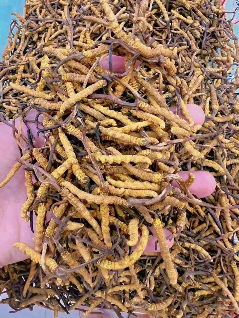 [冬虫夏草]定制礼盒装，质量保证，送礼必备