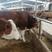 【推荐】常年提供小牛牛犊可视频看货厂家直发全国供货可电联