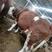 【牛商推荐】西门塔尔公牛种公牛源头厂家质量保证可致电