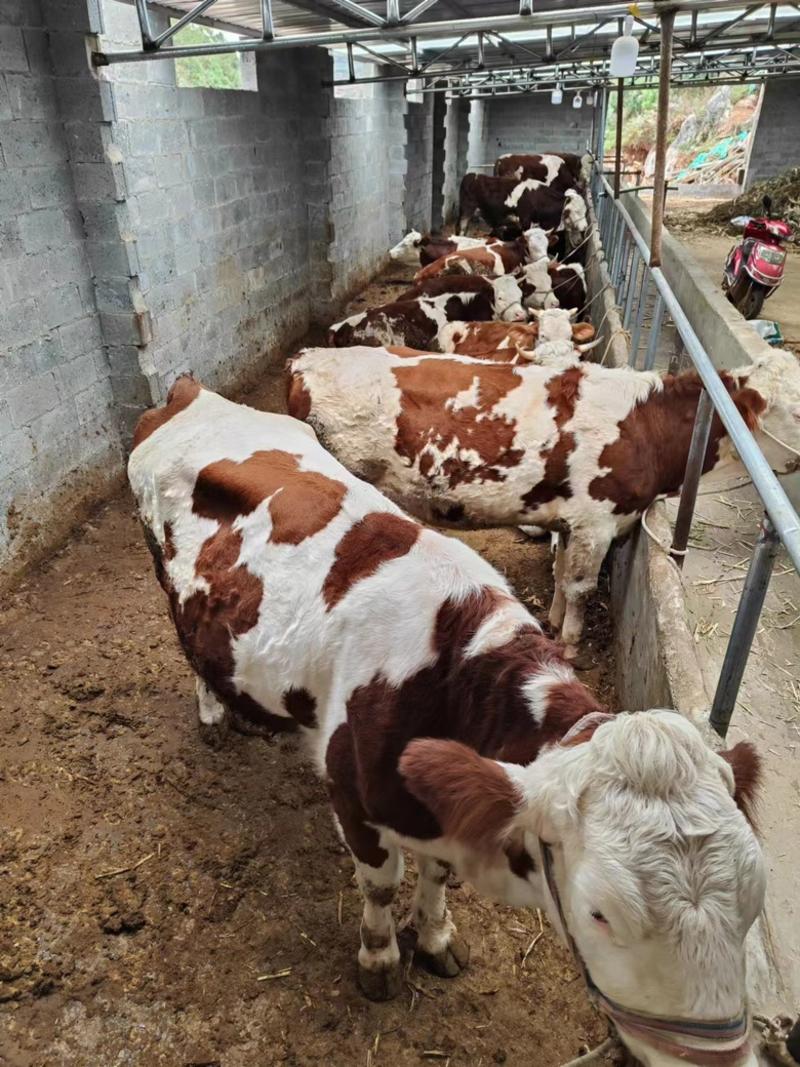 【牛商推荐】西门塔尔公牛种公牛源头厂家质量保证可致电
