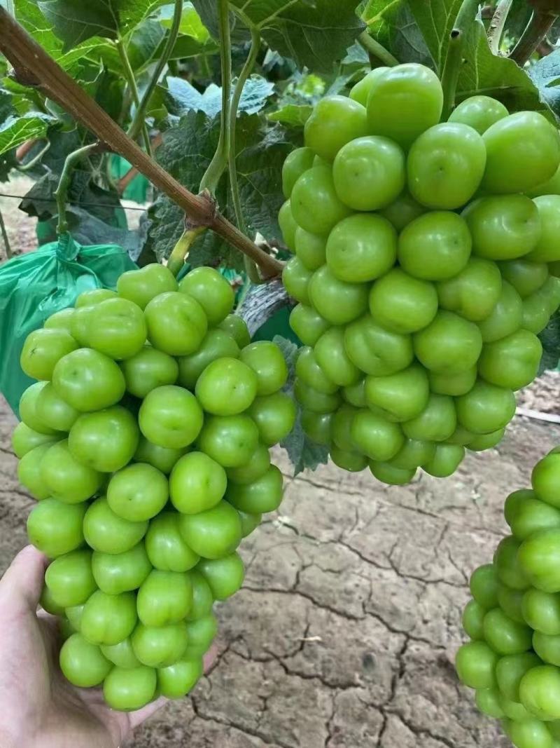 阳光玫瑰葡萄树苗嫁接阳光玫瑰葡萄树苗保证品种