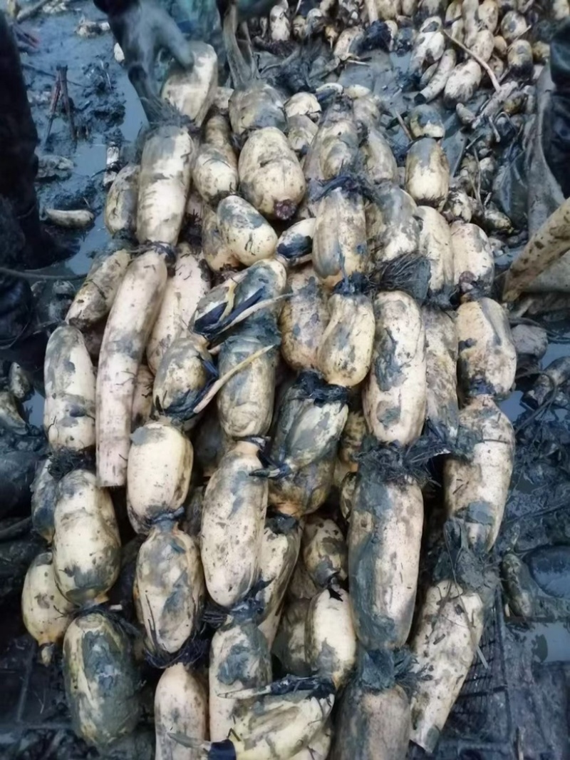 莲藕湖北襄阳自产3537莲藕好吃不贵的莲藕上市了！