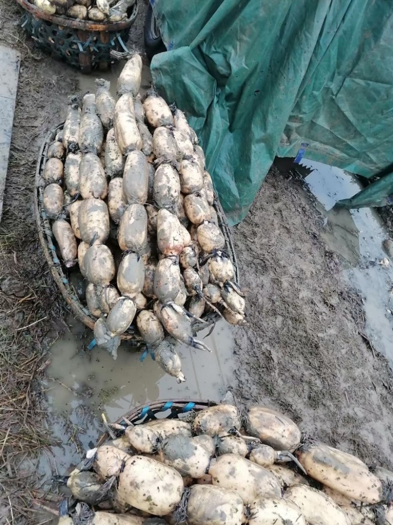 莲藕湖北襄阳自产3537莲藕好吃不贵的莲藕上市了！