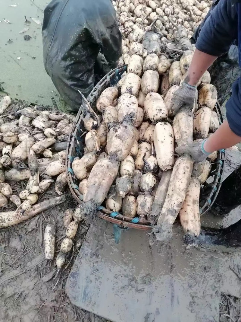 自家种的莲藕