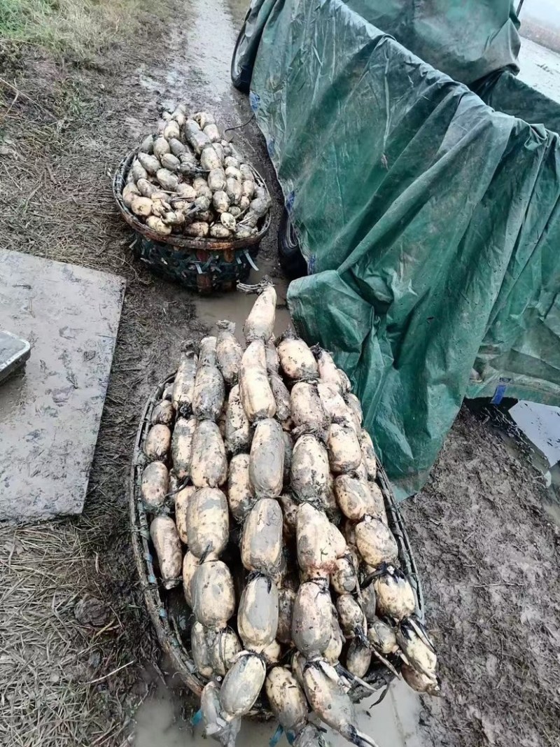 自家种的莲藕