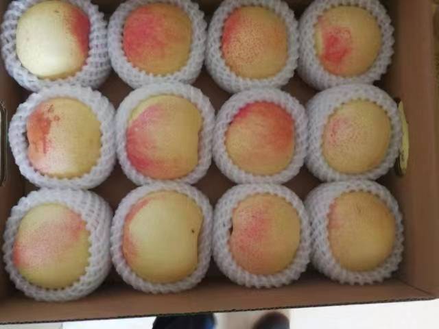 秋月梨与秋子梨品种对比图