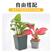 海南椰棕丝包邮铺垫园艺花卉植物盆栽装饰花盆覆盖铺面