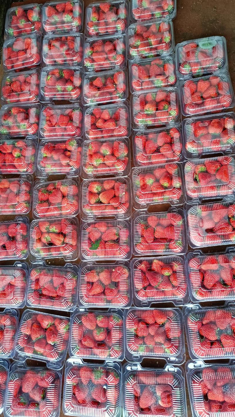 昌平兴寿红颜奶油草莓