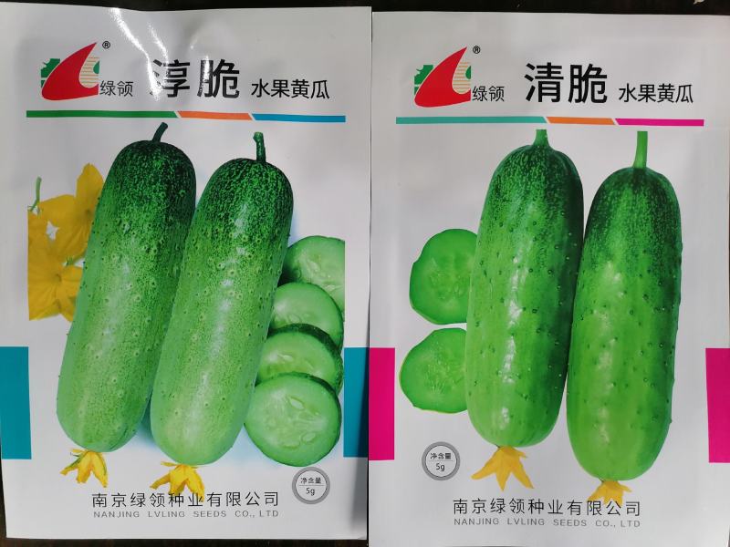 绿领清脆早熟短棒型水果黄瓜种子皮薄脆甜爽口