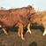 鲁西黄牛中国的国宝，生长速度快，个体大，肉质好
