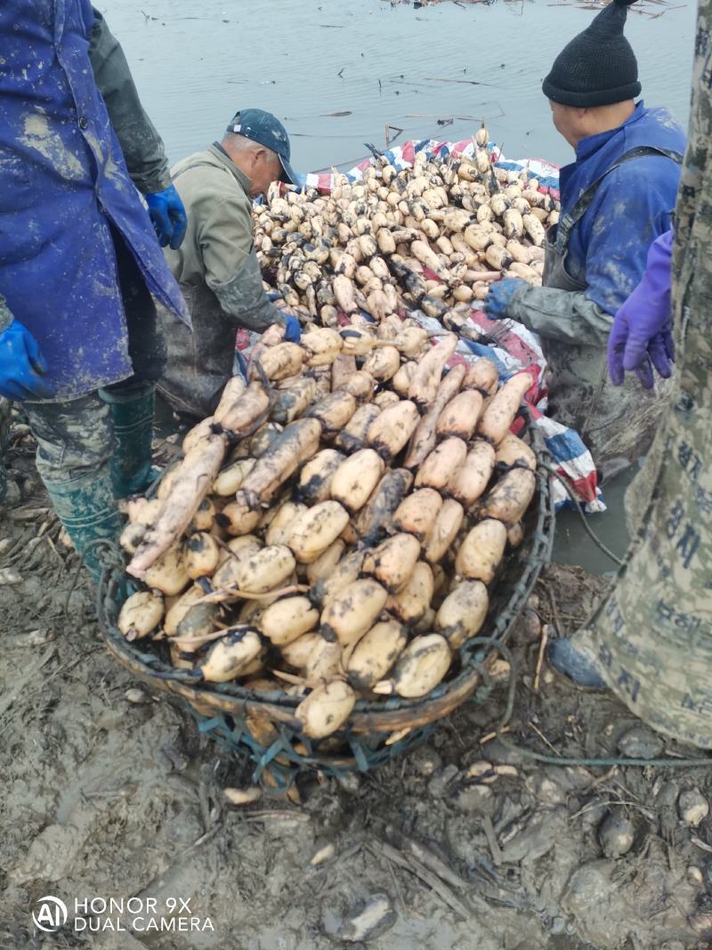 （热卖中）鄂莲6号货源充足一手货源对接全国