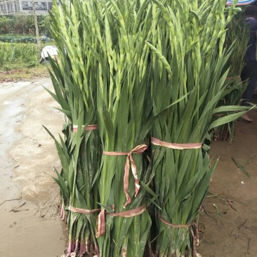 农户种植年花步步高剑兰鲜花花市居家装饰婚礼鲜花产地直供