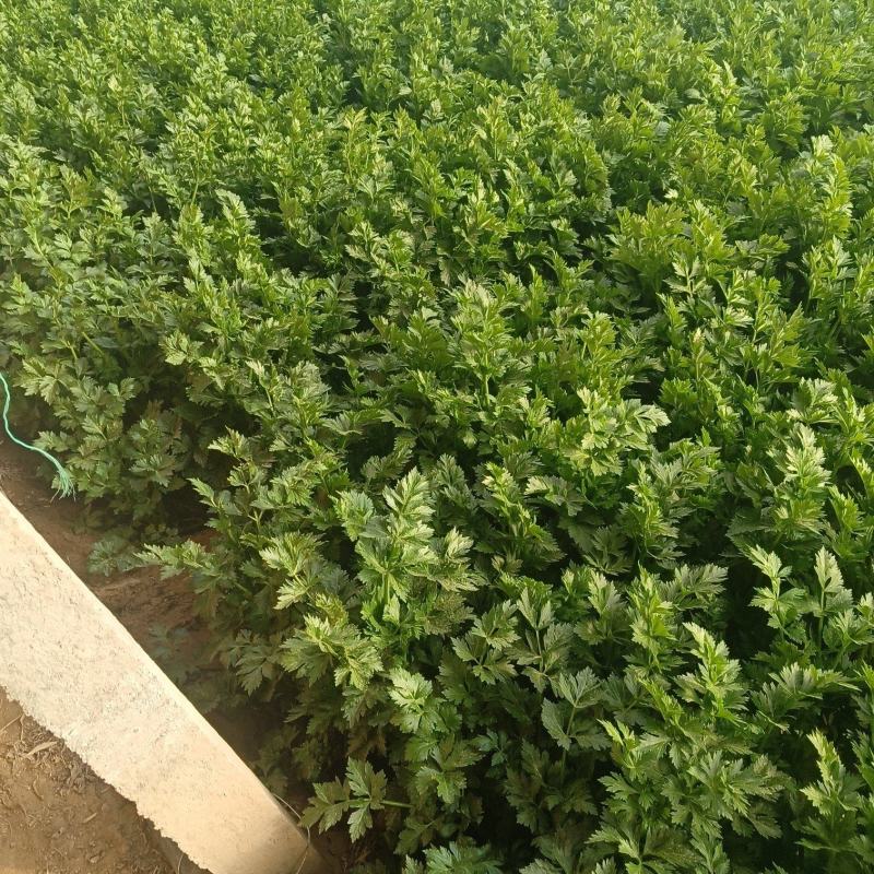 大棚芹菜