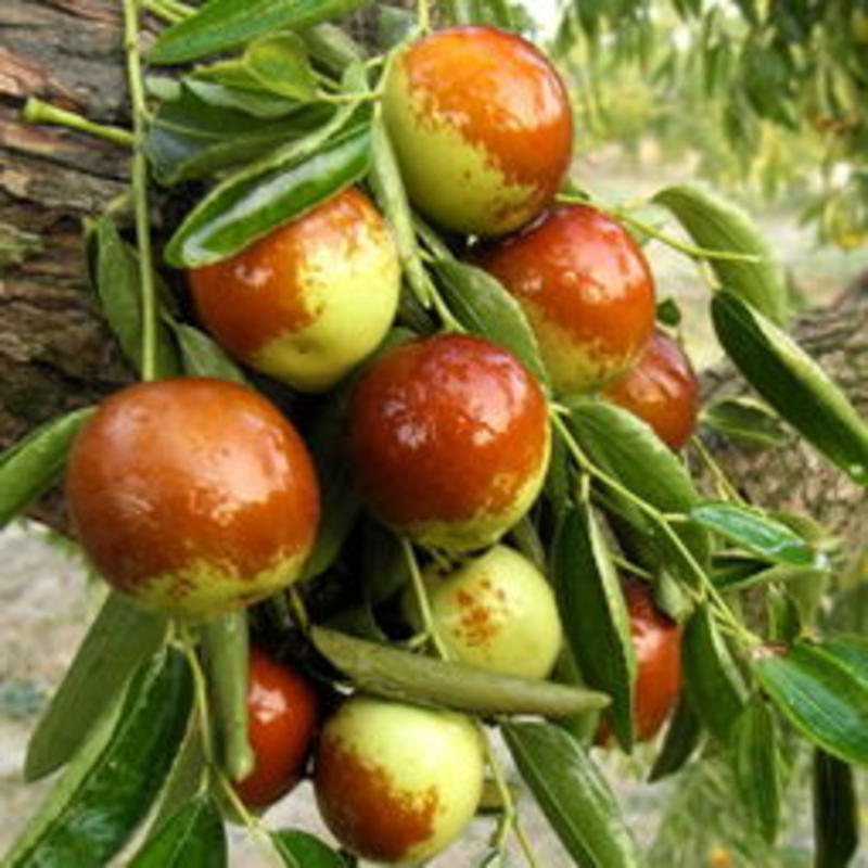 自家栽种优质冬枣树，十年书，大量出售。