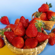 云南奶油草莓大量上市，口感好，品质保证，欢迎咨询