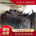 活驴肉驴架子驴公母小驴苗一手货源欢迎选购诚信经营