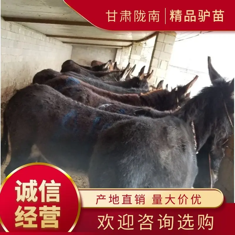 活驴肉驴架子驴公母小驴苗一手货源欢迎选购诚信经营