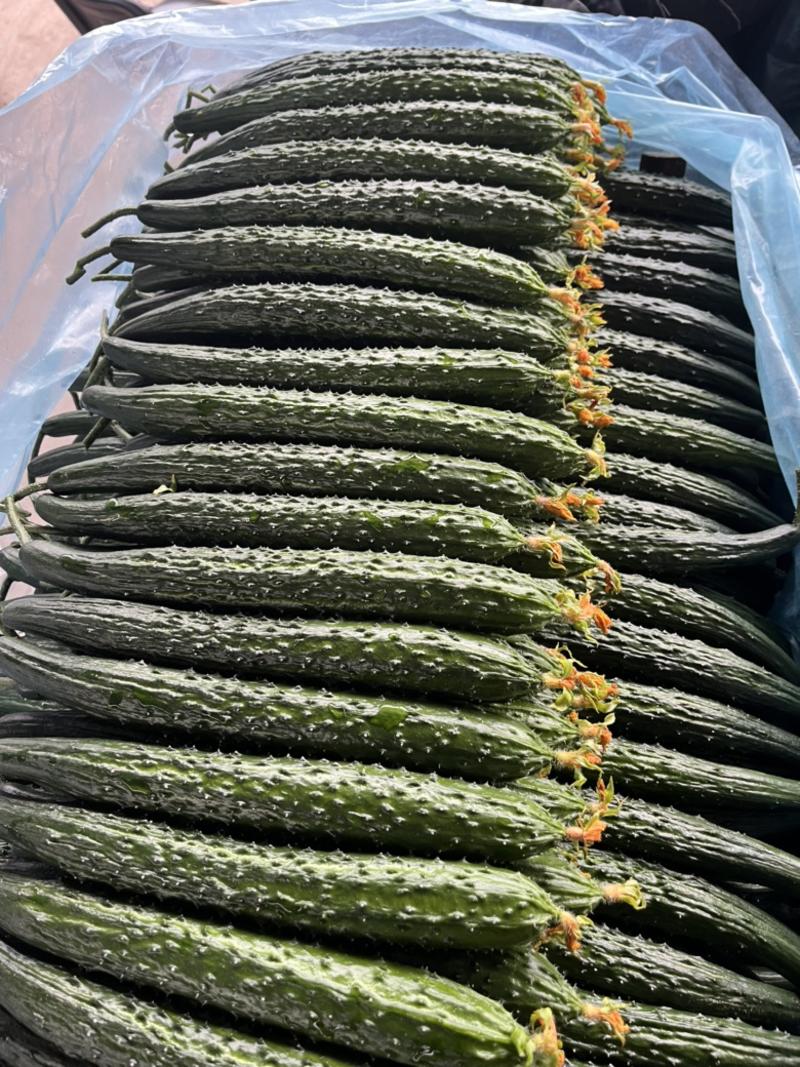 黄瓜兰陵密刺黄瓜万亩基地现摘现发可持续供货