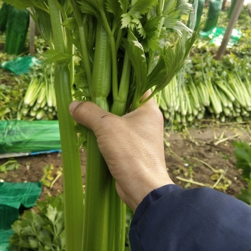 商河县精品芹菜