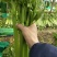 商河县精品芹菜