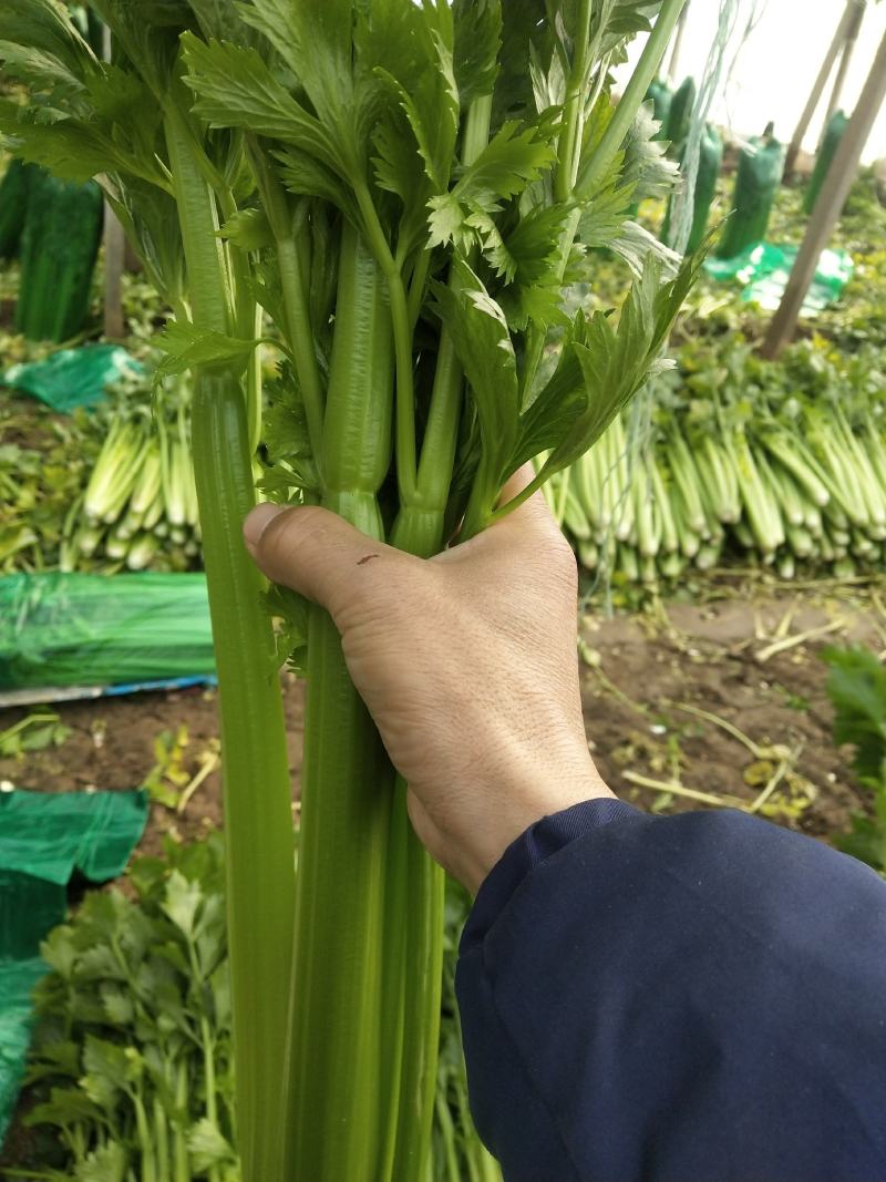 商河县精品芹菜