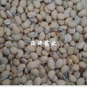 白扁豆精品.干净无杂.中药材批发.质量保证规格齐全.