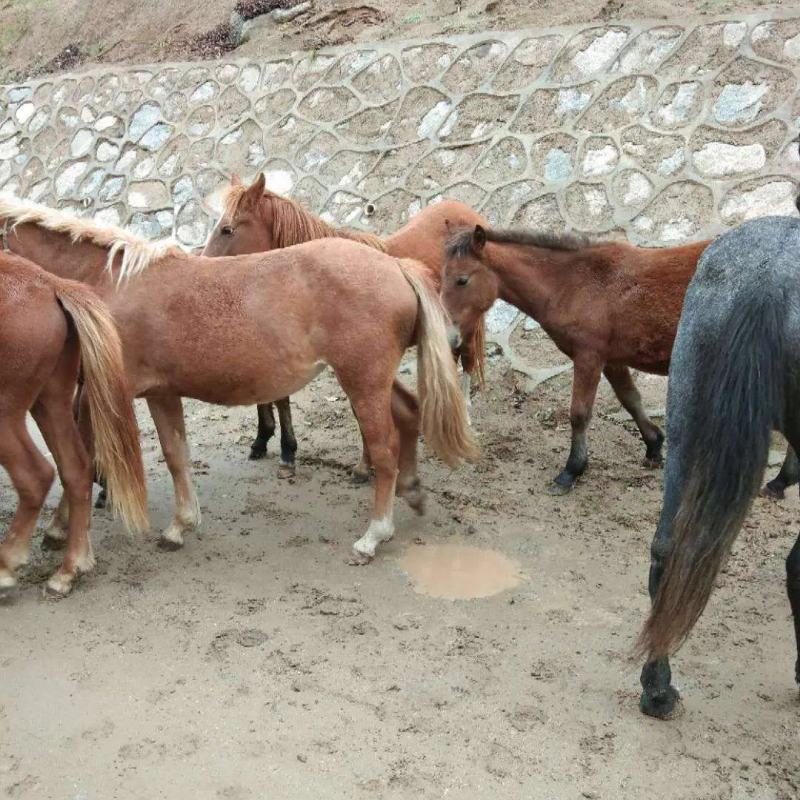 马肉马原产地直供质量保证量大从优欢迎老板选购
