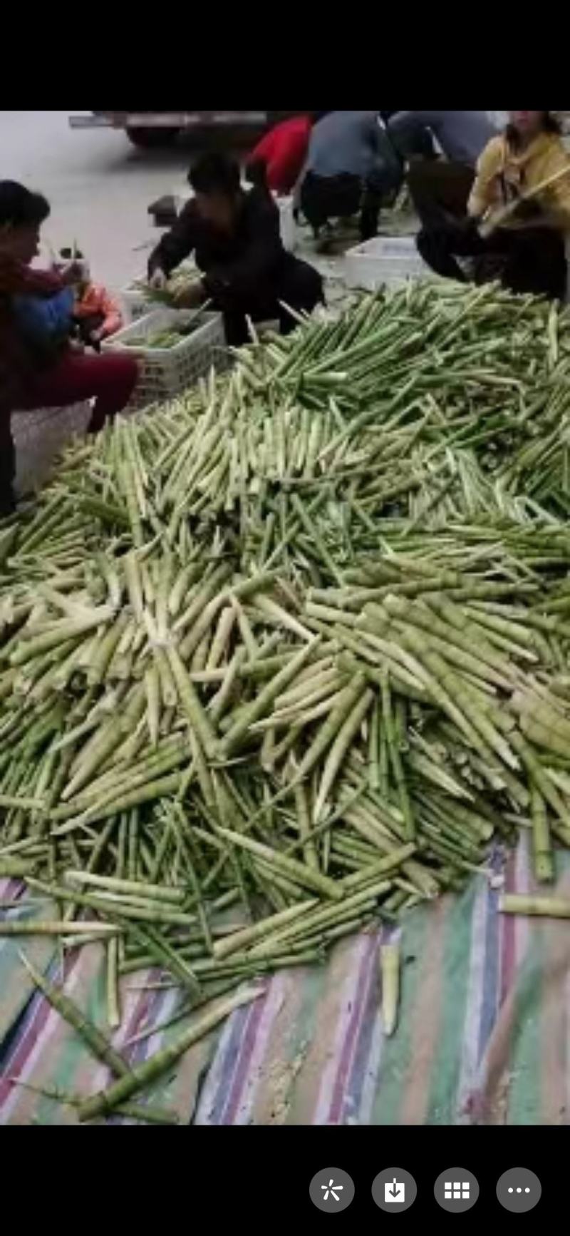 『荐』新鲜绿笋常年供用，产地直发一手货源欢迎致电