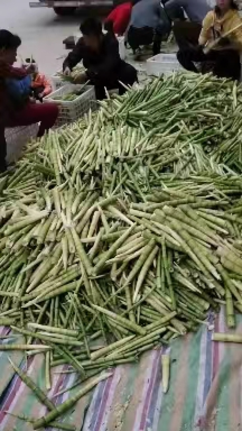 『荐』新鲜绿笋常年供用，产地直发一手货源欢迎致电